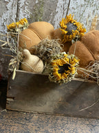 Primitive Pumpkins In Antique Cheese Box Gathering 12x8