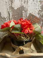 Primitive Geraniums In Antique Enamelware Bucket Gathering 6x6