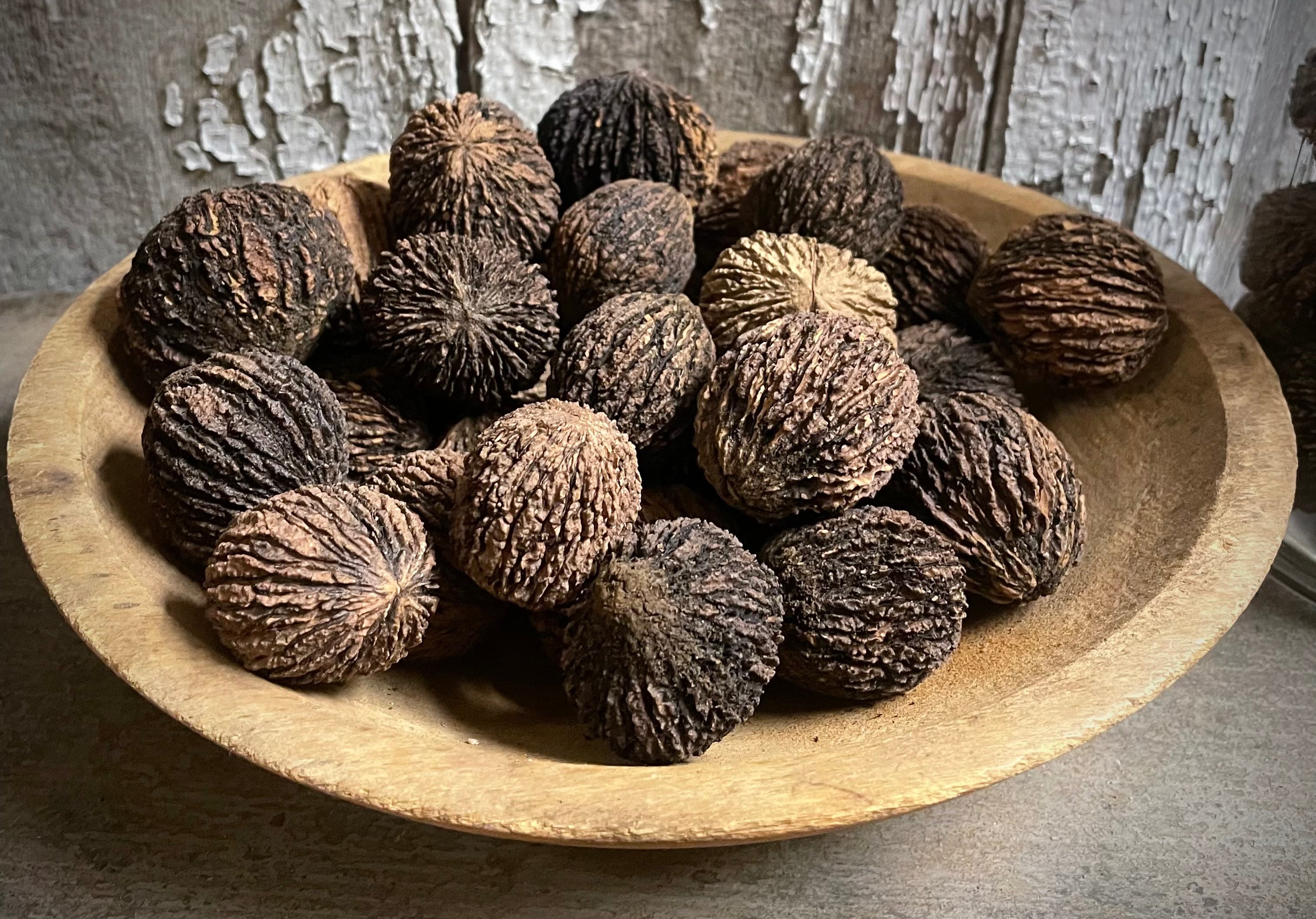 Primitive Dried Black Walnuts Set Of 25