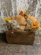 Primitive Pumpkins In Antique Medicine Box Gathering 9x7