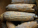 3 Primitive Fall Blackened Wax Dipped Corn Bowl Fillers