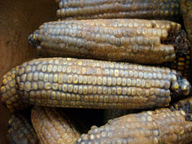 3 Primitive Fall Blackened Wax Dipped Corn Bowl Fillers