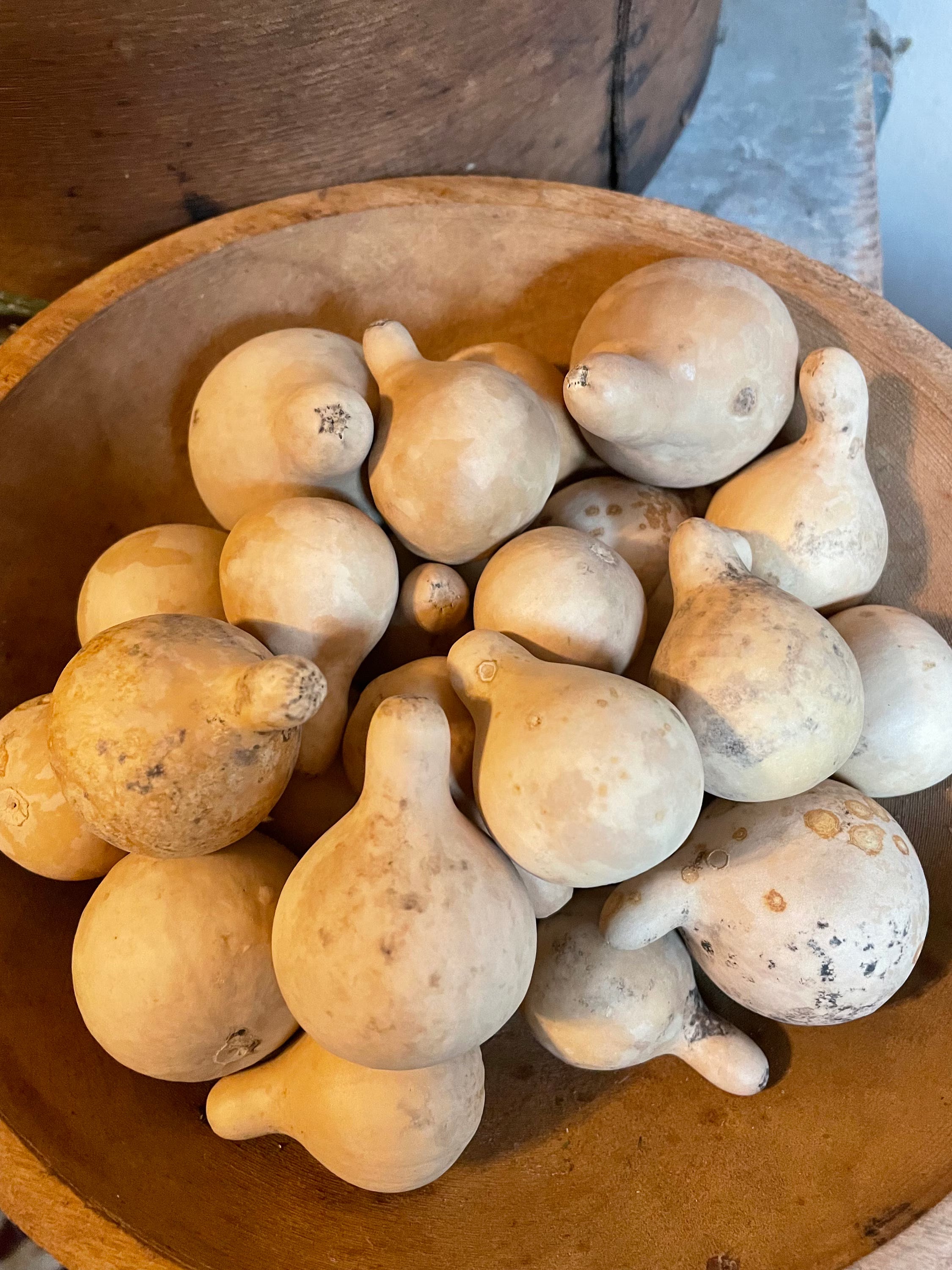 Primitive Dried Mini Spinner Gourds Bowl Fillers Set of 10,20 or 30