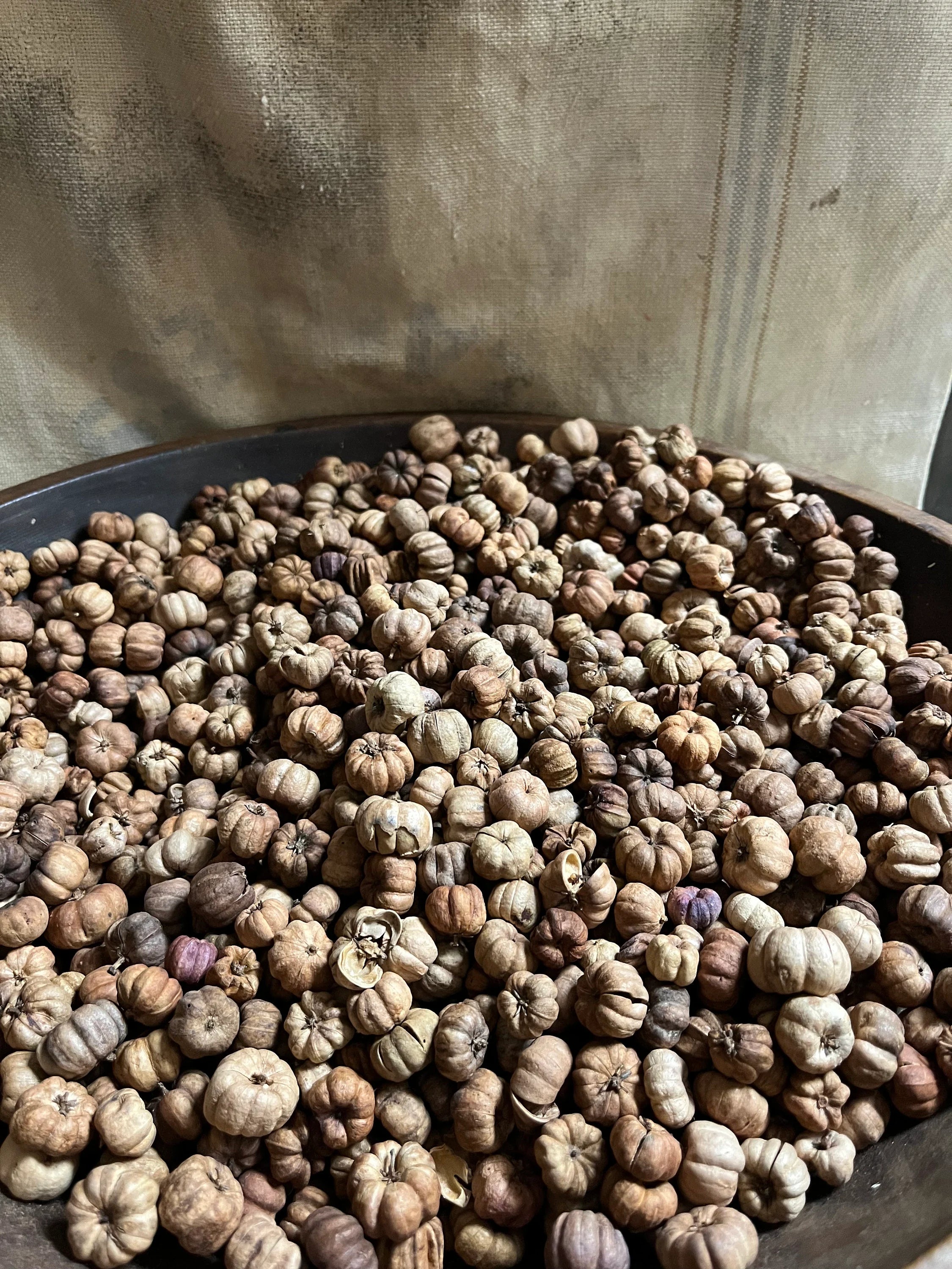 Primitive Natural Putka Pods Bowl Fillers 8 Cups (8oz) or 16 Cups (16oz)