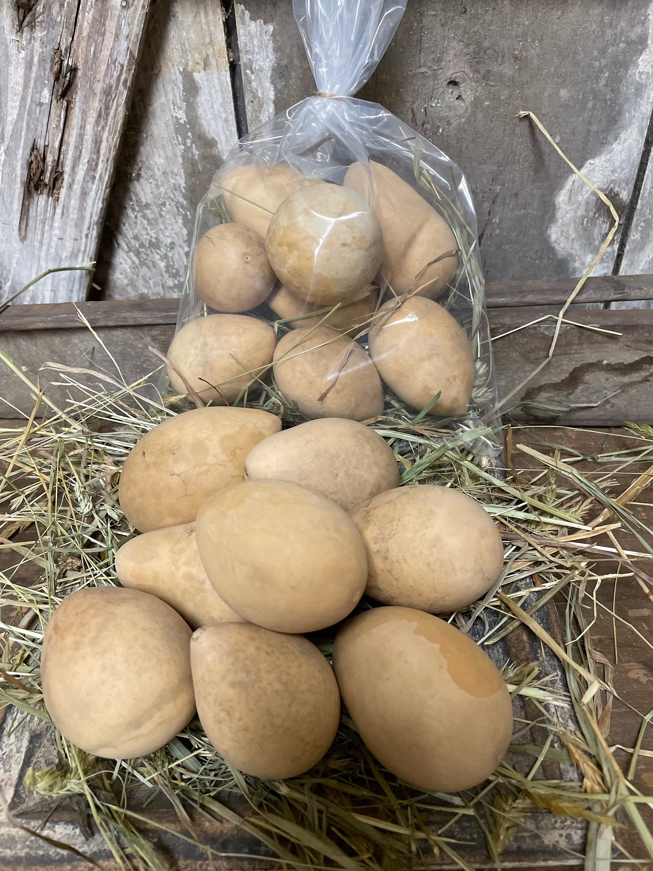Primitive Dried Cleaned Egg Gourds Bowl Fillers Set of 3,6,10 or 20